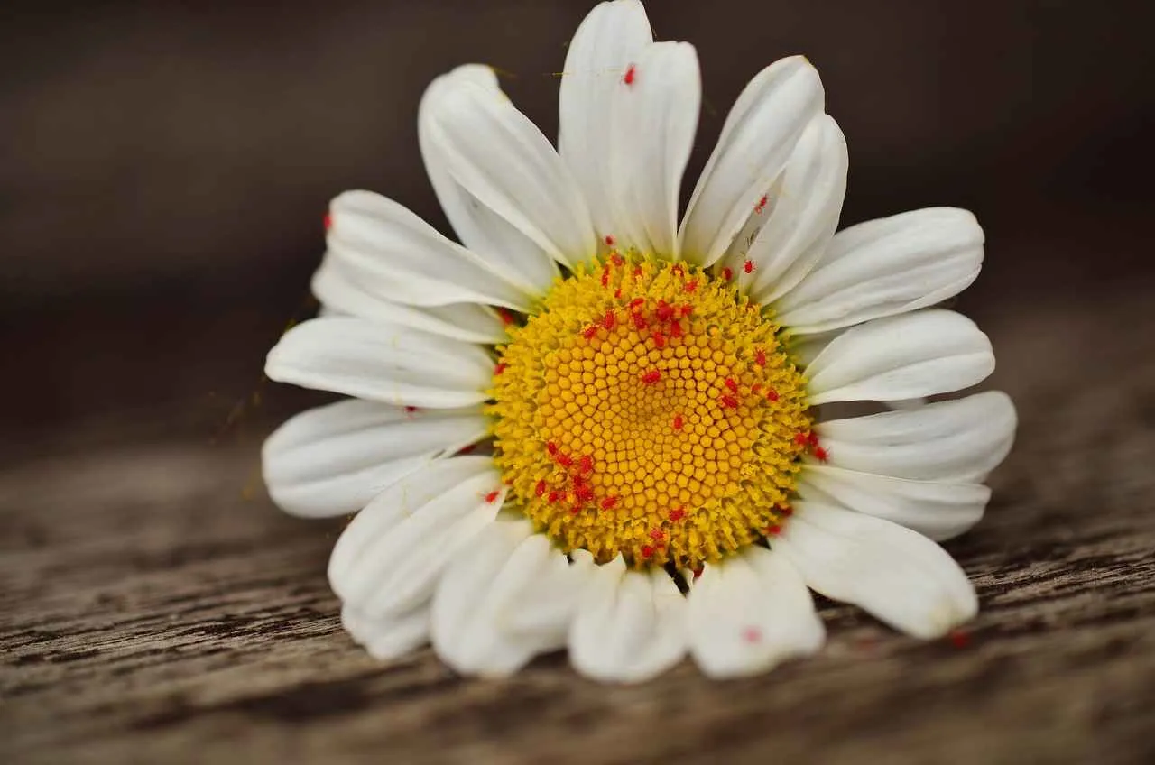 Pirelerden Kurtulmanın En İyi Yöntemi Pirelerden Kurtulmanın En İyi Yöntemi