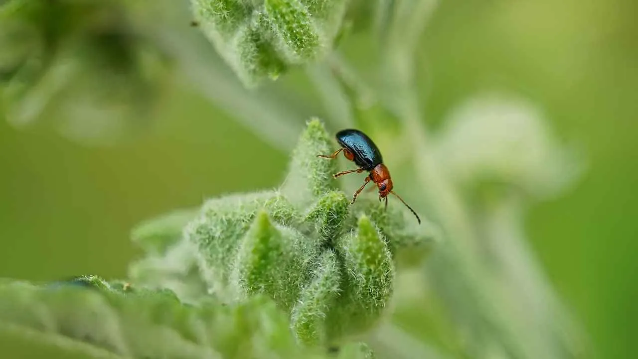 Pirelerden Kurtulmanın Kolay Yöntemleri Pirelerden Kurtulmanın Kolay Yöntemleri