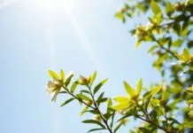 Güneşlenme ve Doğal Enerji: Yaşam Tarzınıza Güç Katın Sunlight and Natural Energy: Power Up Your Lifestyle