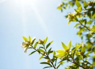 Güneşlenme ve Doğal Enerji: Yaşam Tarzınıza Güç Katın Sunlight and Natural Energy: Power Up Your Lifestyle