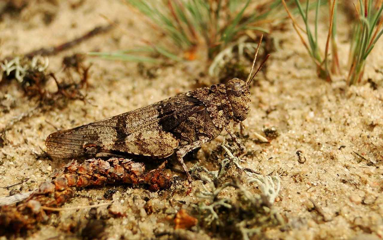 Bit İlaçlarının Kullanımında Dikkat Edilmesi Gerekenler