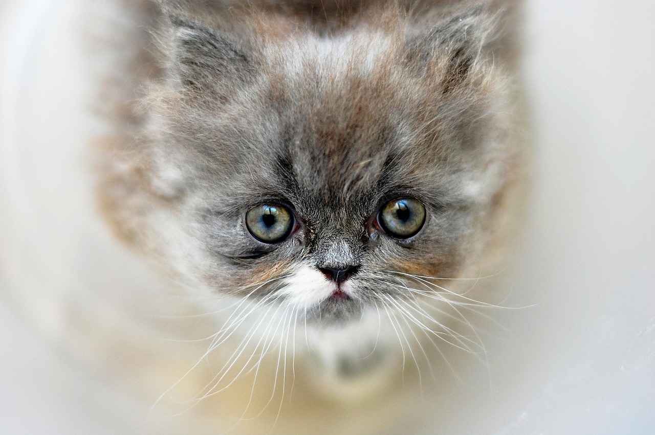 Bit İlaçları Çeşitleri