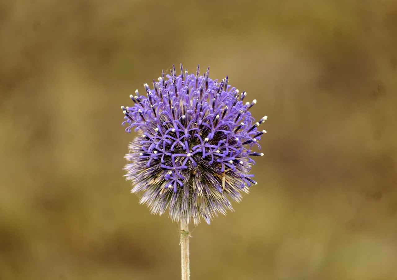 Bitlerden Korunma Yöntemleri
