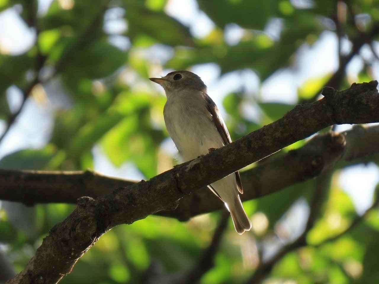Bitlerden Korunma Yöntemleri