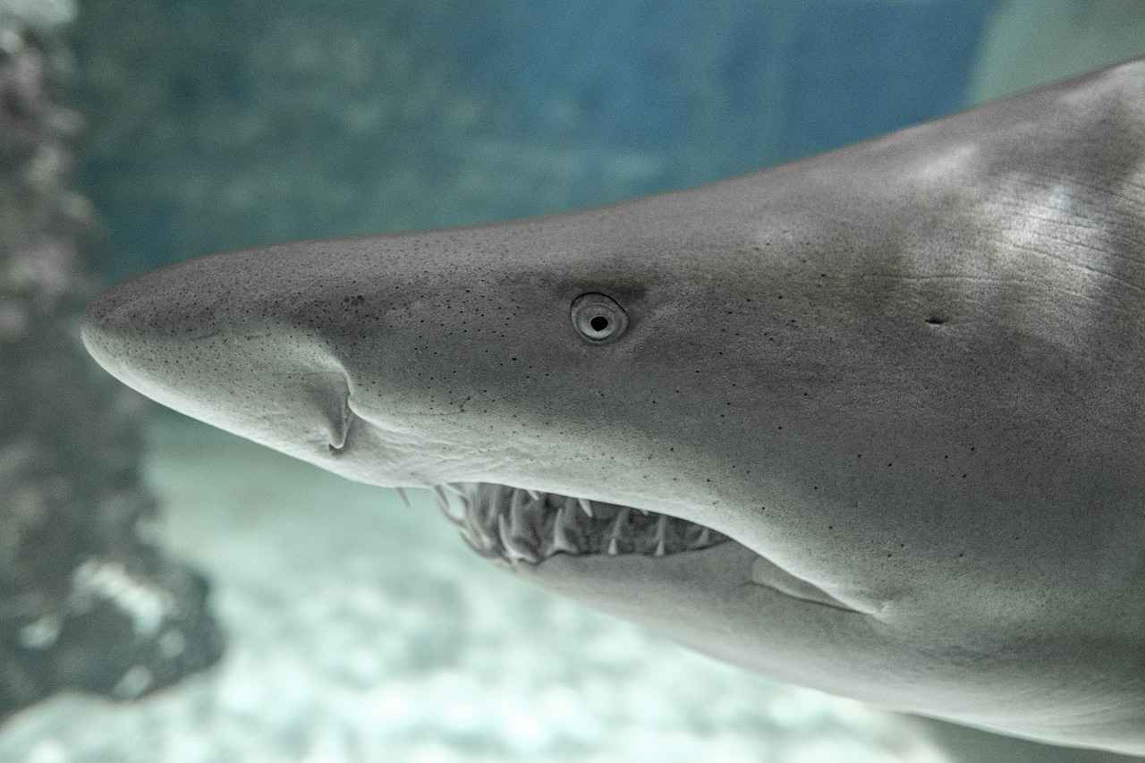 Bitlerin Zararları ve Sağlık Üzerindeki Etkileri