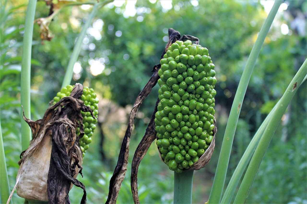 Yanlış Sulama Yöntemleri