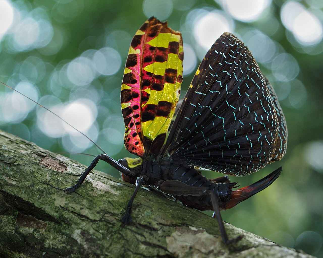 Bit Nedir ve Nasıl Bulaşır?