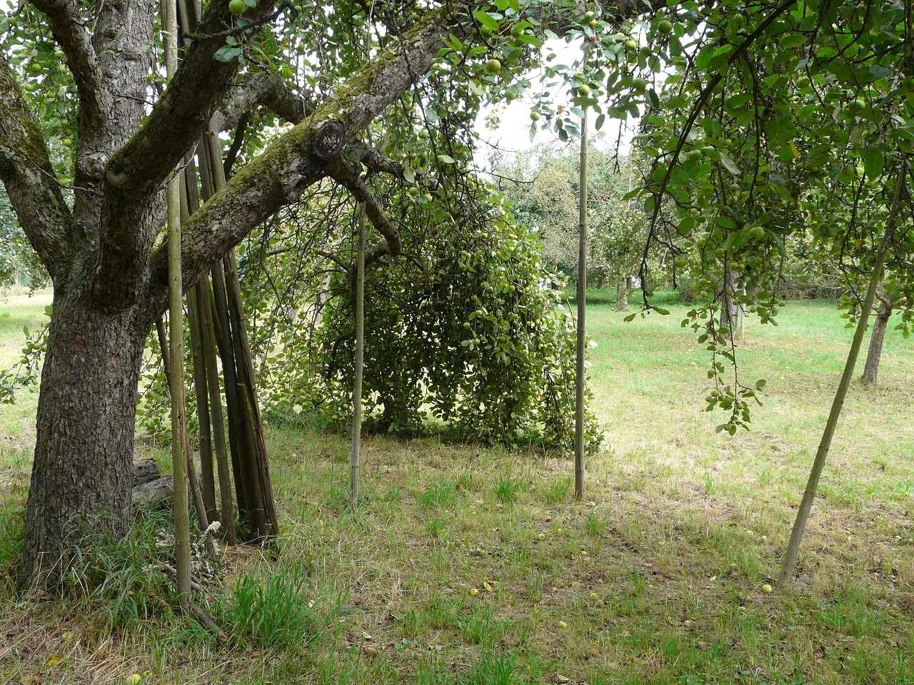 Bitlerle Mücadelede Doğal Yöntemler