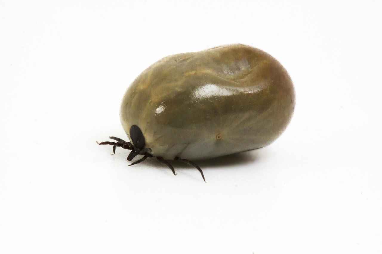 Kenelerin Sağlık Üzerindeki Tehditleri