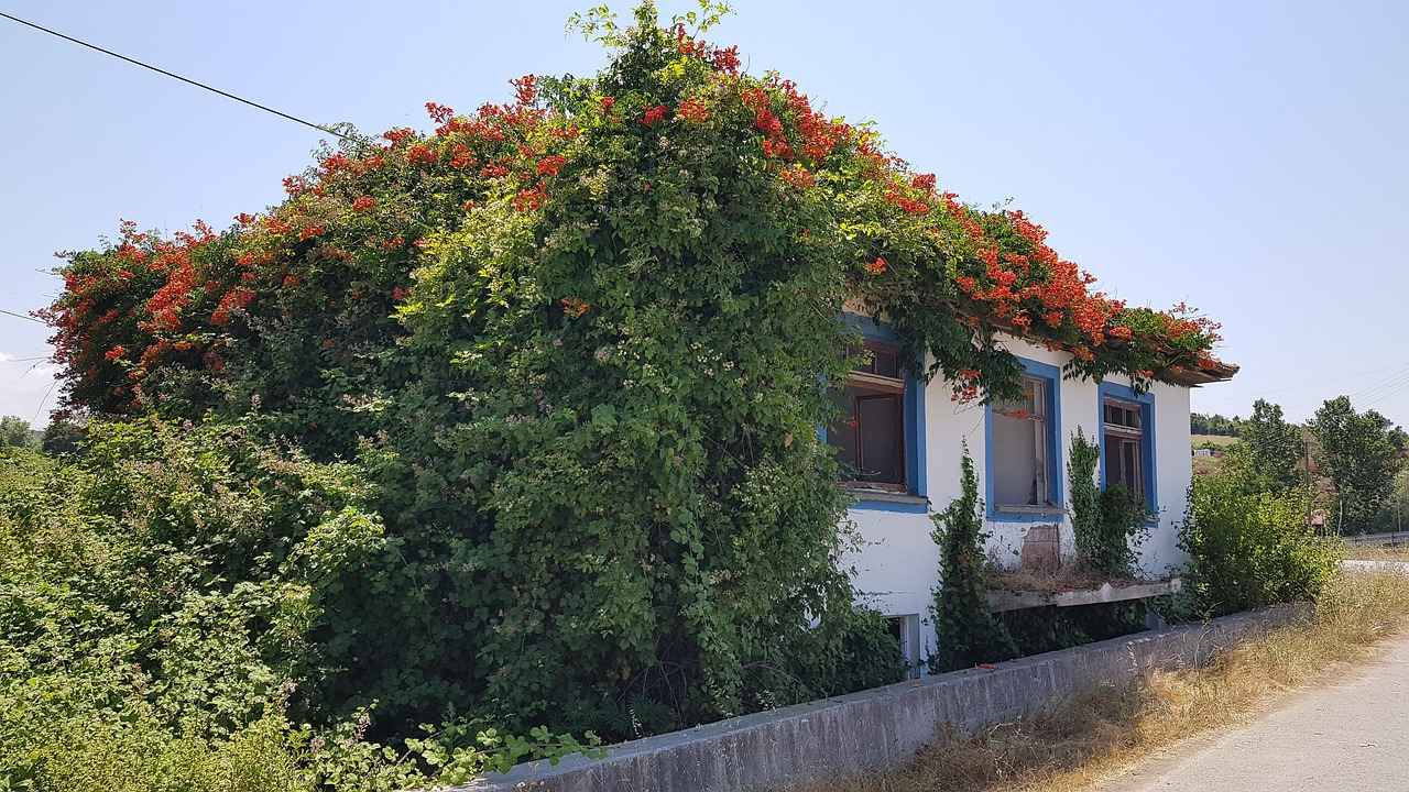 Evde Kenelere Karşı Alınacak Önlemler