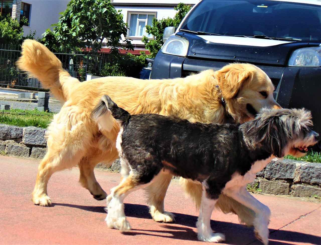 Kenelerden Korunmanın Önemi