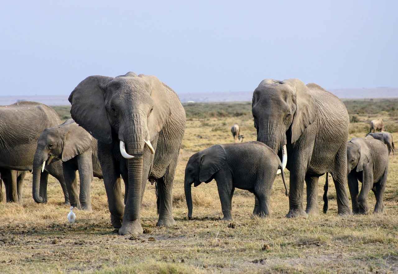 Kenelerden Korunmanın Önemi ve Sonuç