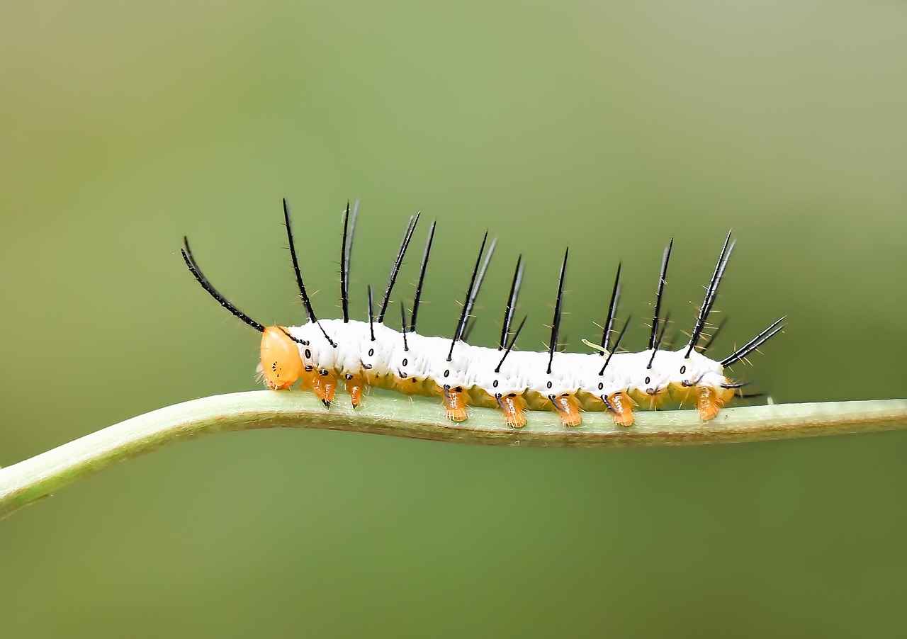Kenelerden Korunmanın Pratik Yöntemleri