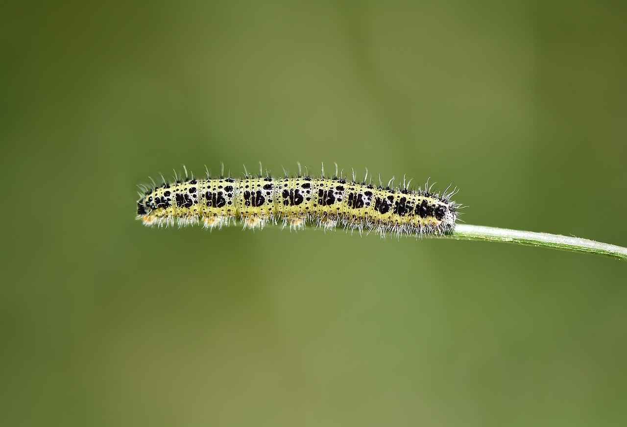 Kenelerle İlgili Yanlış Bilgiler