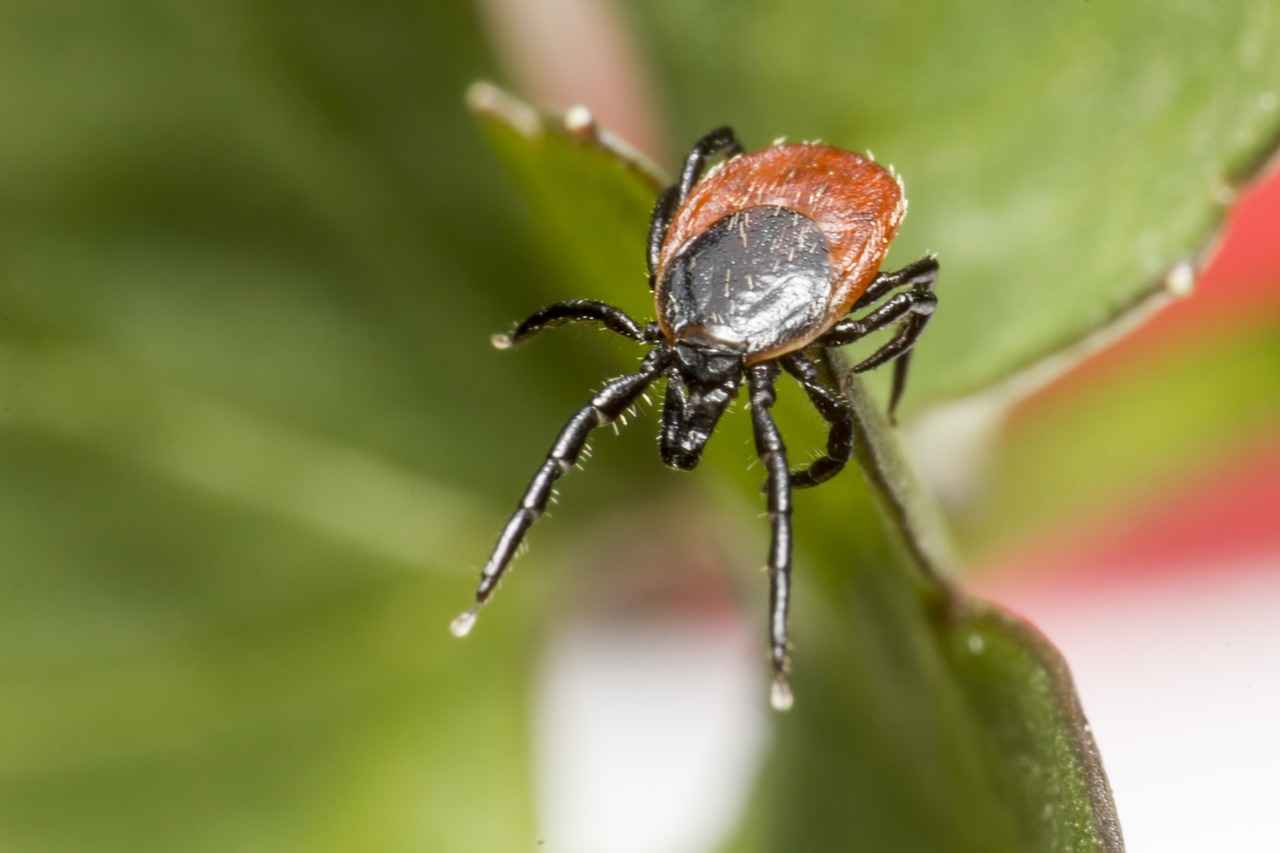 Kenelerin Tehlikeleri Nelerdir?