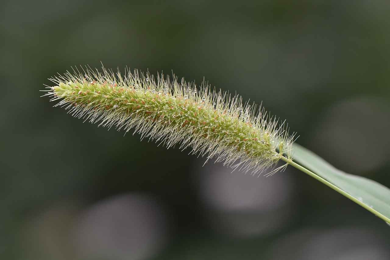 Keneleri Evden Uzak Tutmanın Sırları