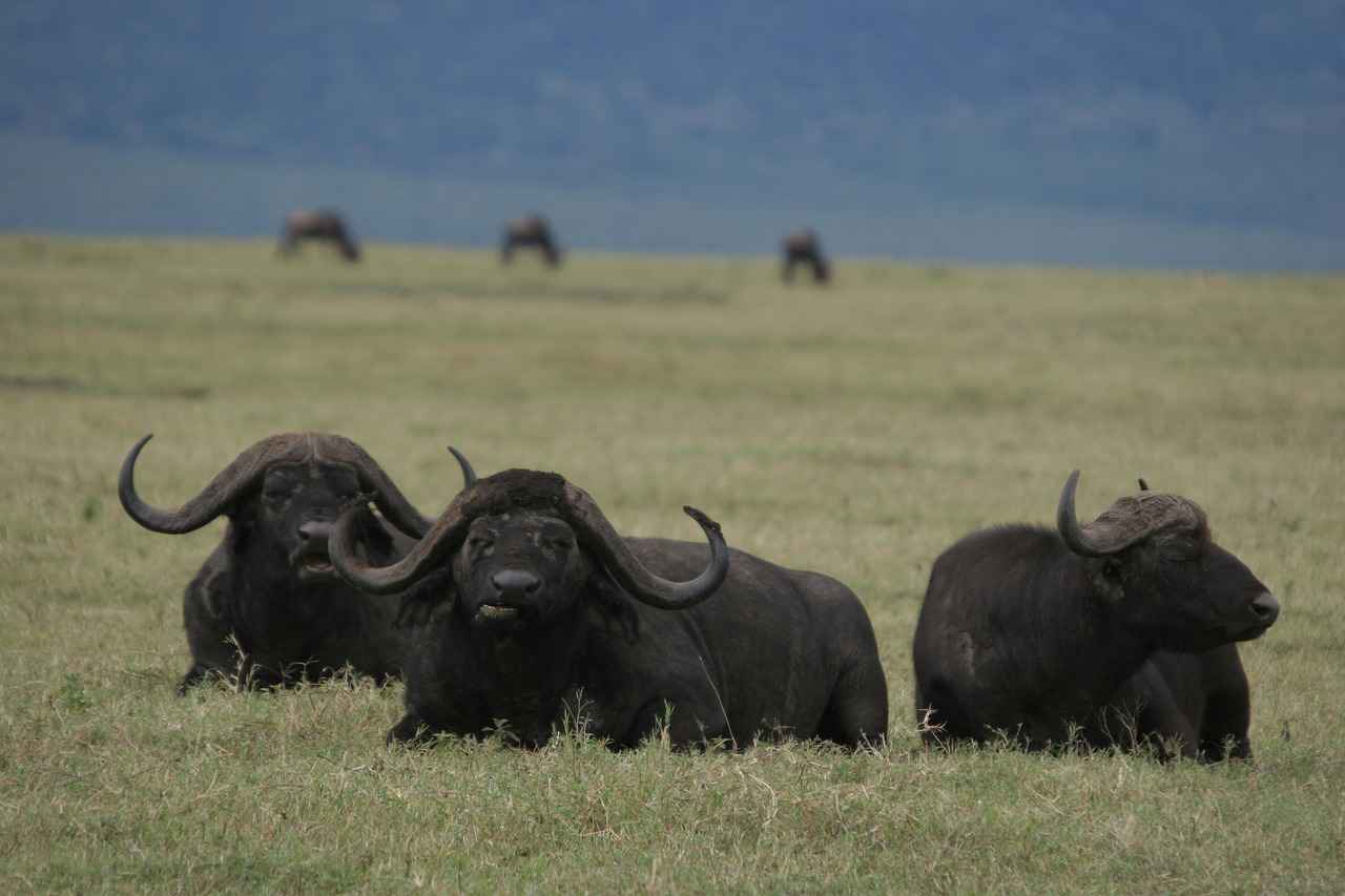 Kenelerin Yaşam Döngüsü ve Özellikleri