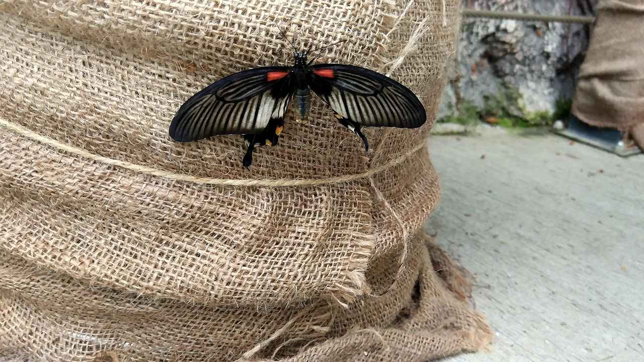 Evde Kene Önleme Yöntemleri