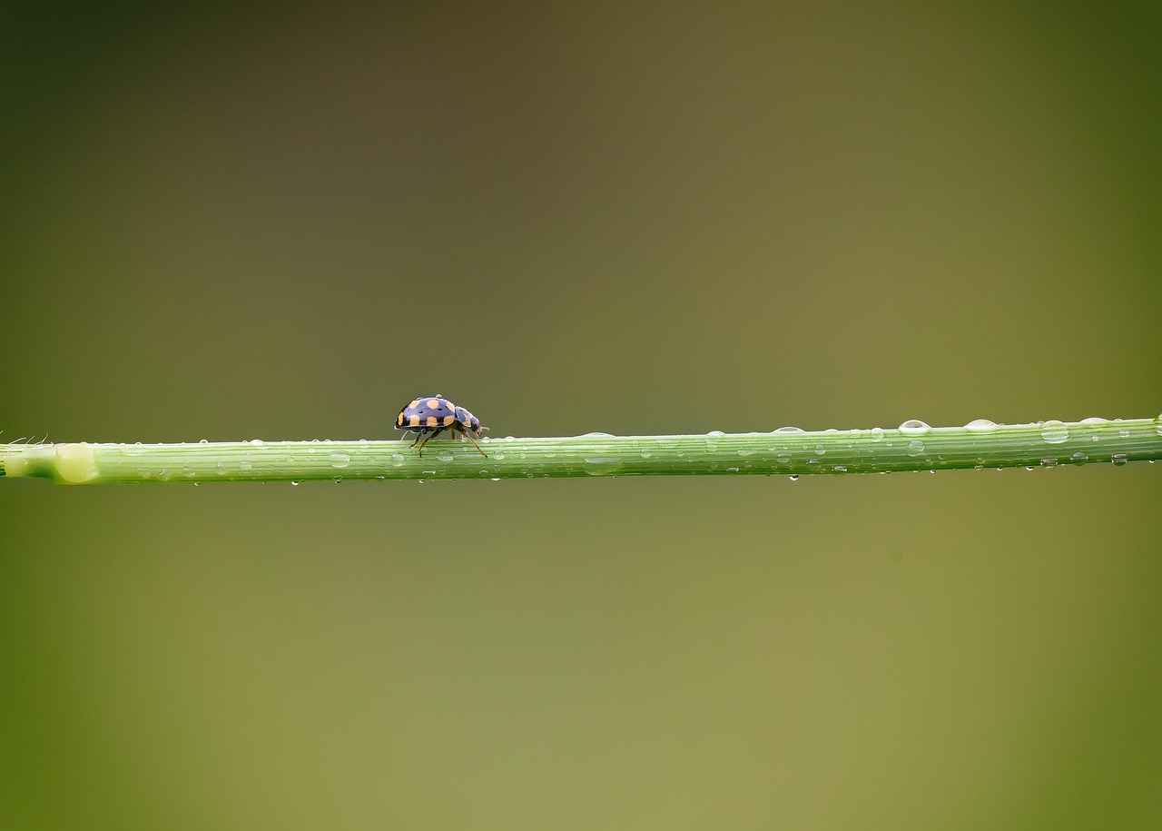 Kene Nedir ve Nerelerde Bulunur?