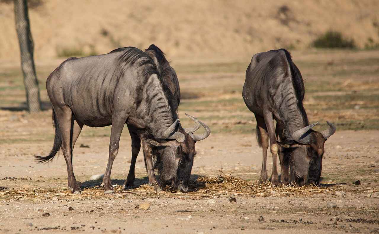 Kene Isırığının Sağlık Üzerindeki Etkileri