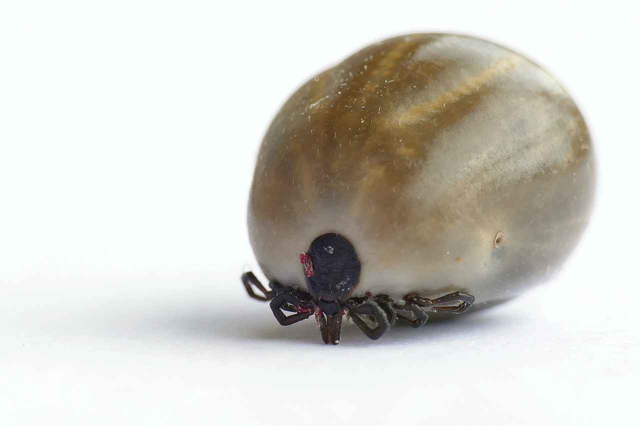 Kenelerin Taşıdığı Hastalıklar