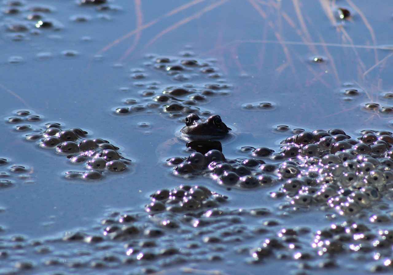 Kenelerle Mücadelede Eğitim ve Bilinçlenme
