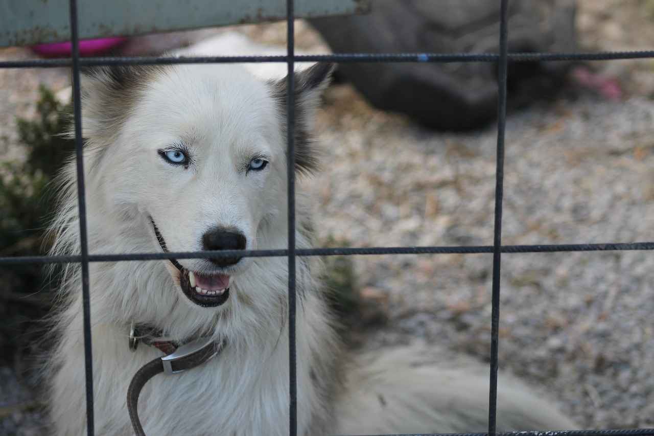 Pire Nedir ve Neden Sorun Olur?