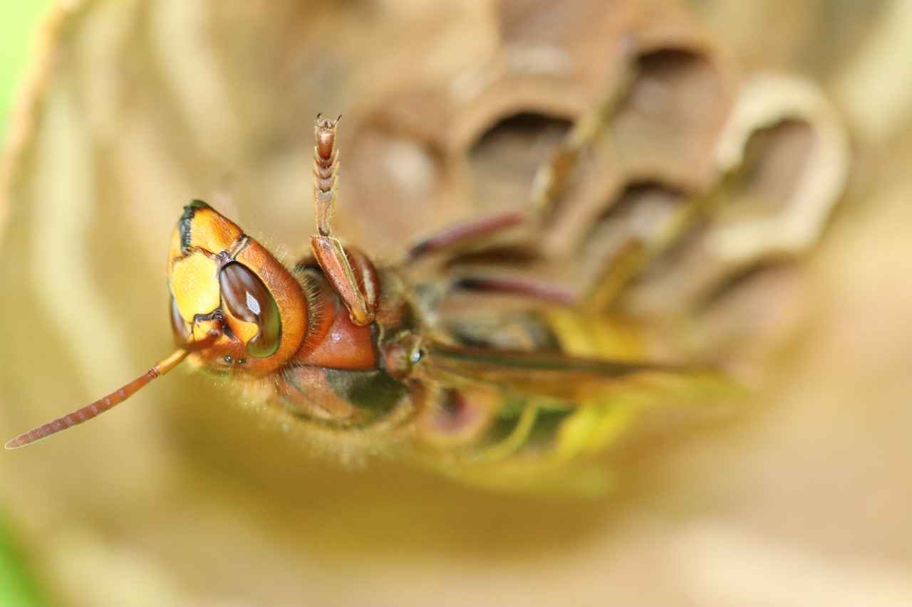 Sonuç: En İyi Pire İlaçları